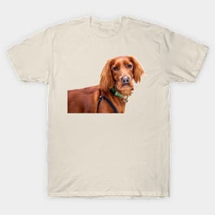 Red Setter T-Shirt